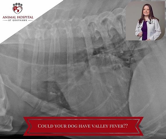 Could Your North Scottsdale Pet Have Valley Fever??