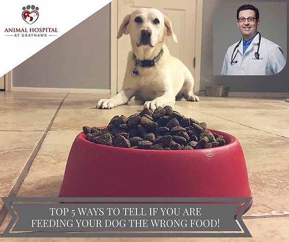 Top 5 ways to tell you are feeding your dog the WRONG food