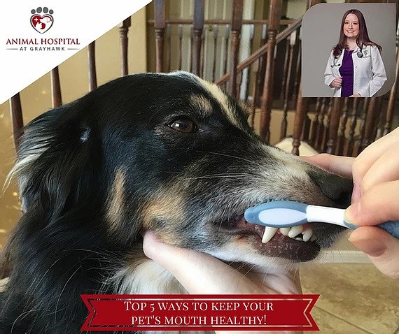 Top 5 Ways to Keep Your Pet’s Mouth Healthy at Home From Your North Scottsdale Veterinarian!