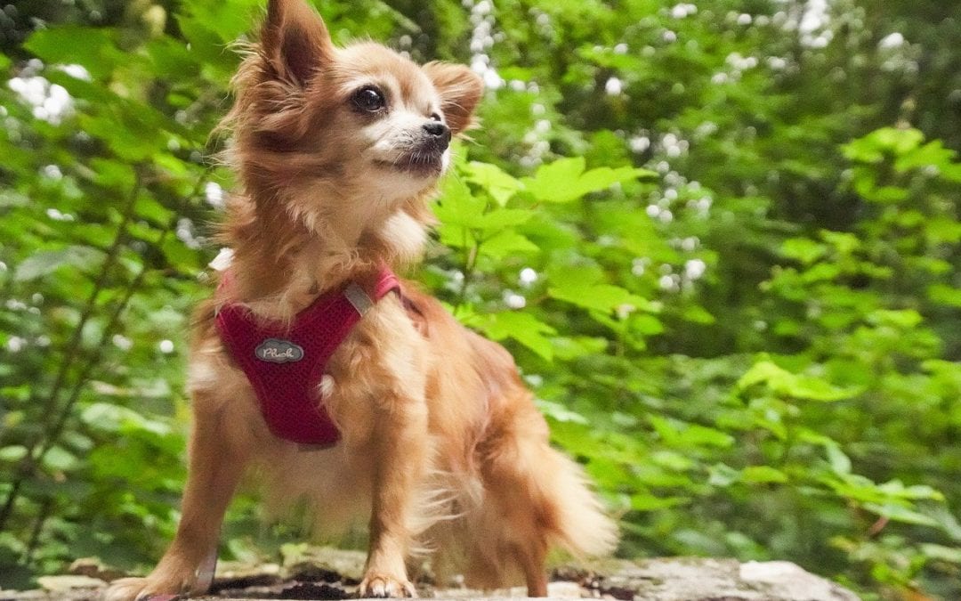 Hiking Safety Tips for Pets