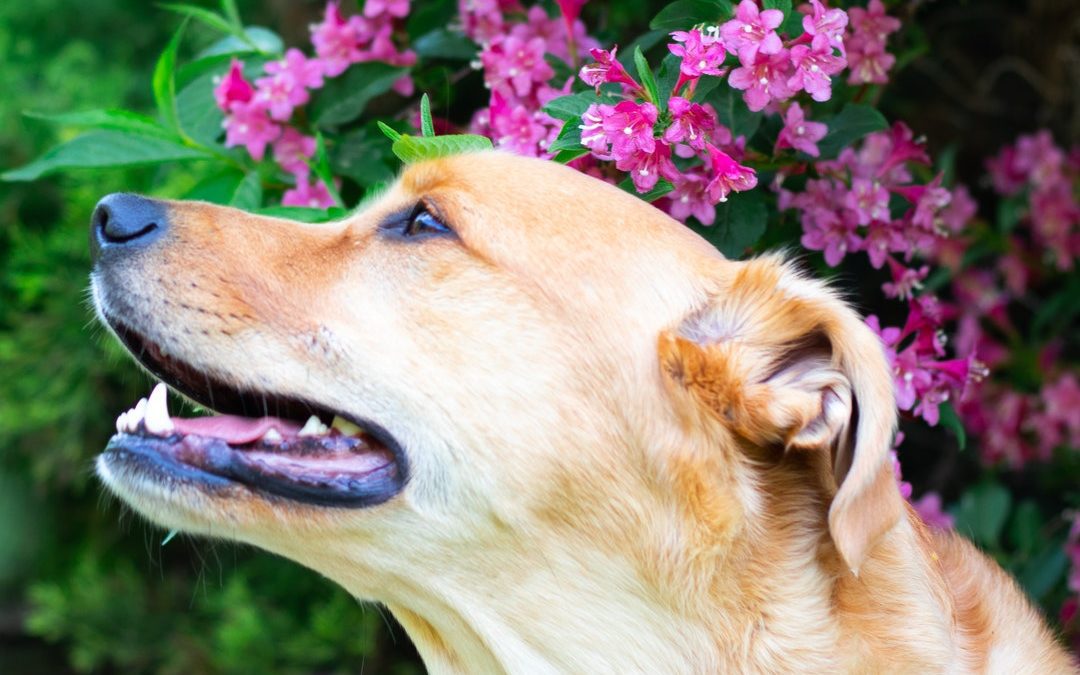 5 Signs Your Pet May Have Allergies
